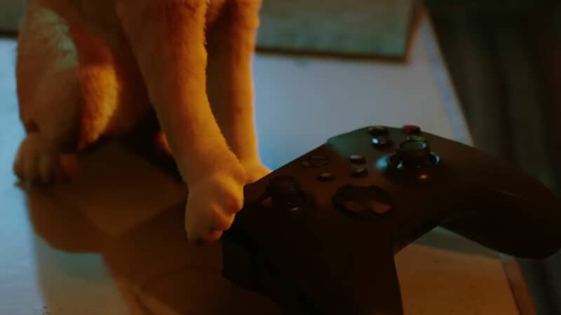 Stray: Beliebtes Action Adventure endlich auch für Xbox